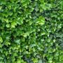 Irish Ivy (Hedera Hibernica) Full Hedge