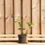 (Prunus Lusitanica angustifolia) Portuguese Laurel 20/30cm 9cm pot