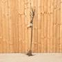 Braeburn Apple Tree 90/120cm Bare Root - view 2
