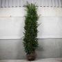 (Taxus baccata) English Yew 200/225cm Root ball