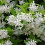 Star Jasmine (Trachelospermum Jasminoides) Flowers