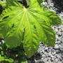 Fatsia japonica Leaf Close Up