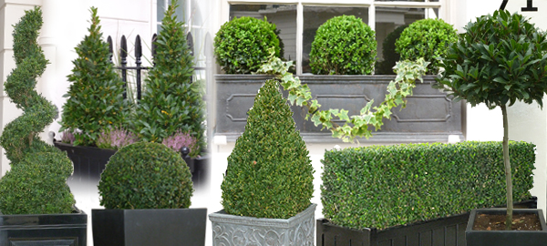 Topiary Trees and Topiary Ball plants