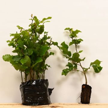 (Fagus Sylvatica) Beech Cell grown 30/50cm x 250