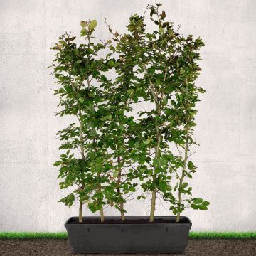 (Fagus Sylvatica) Beech 90L 150/175cm 1 Metre Trough