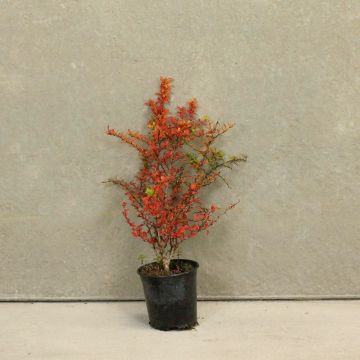 (Berberis thunbergii) Green Berberis 30/50cm 2L pot x 50