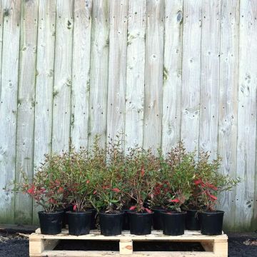 (Berberis julianae) Wintergreen Barberry 20/30cm 2L pot x 75