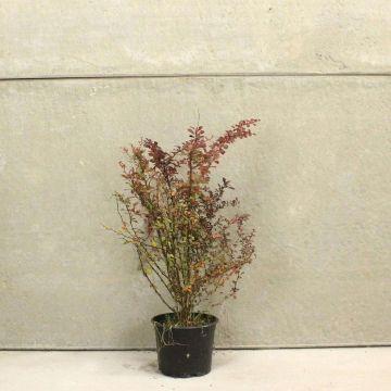 (Berberis thunbergii atropurpurea) Purple Berberis 30/50cm 2L pot x 75