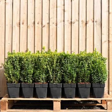 (Buxus sempervirens) Box 20/30cm 1.5L pot x 60