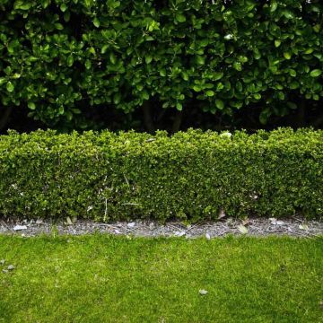 Buxus sempervirens 'Suffruticosa' border