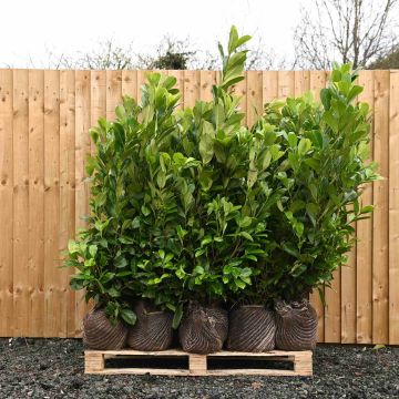 (Prunus laurocerasus 'Rotundifolia') Cherry laurel 100/125cm x 22 Root ball