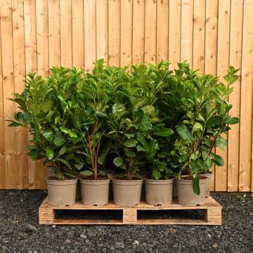 (Prunus laurocerasus 'Rotundifolia') Cherry Laurel 150/175cm 15L pot x 10