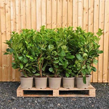 (Prunus laurocerasus 'Rotundifolia') Cherry Laurel 60/90cm 5L pot x 25