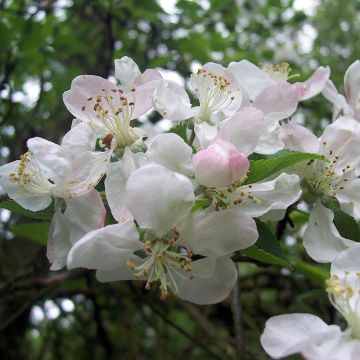 Crab Apple (Malus Sylvestris) White Flowers
