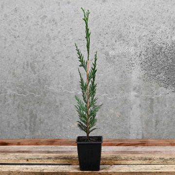 (Cupressocyparis 'Leylandii') Leylandii 30/40cm 9cm pot