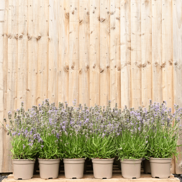 (Lavandula angustifolia 'Little Lady') Dwarf Lavender 10/20cm 2L pot x 50