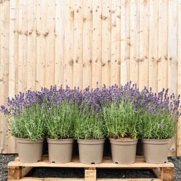 (Lavandula angustifolia 'Munstead') English Lavender 20/30cm 5L pot x 30