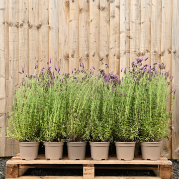 (Lavandula stoechas) French Lavender 10/20cm 2L pot x 50