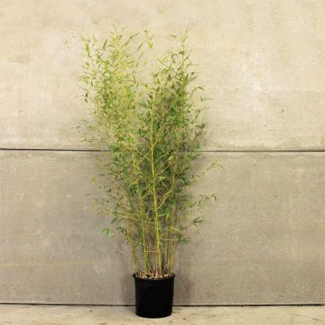 (Phyllostachys Auerocaulis)  Golden Bamboo 150/200cm 10L pot x 10