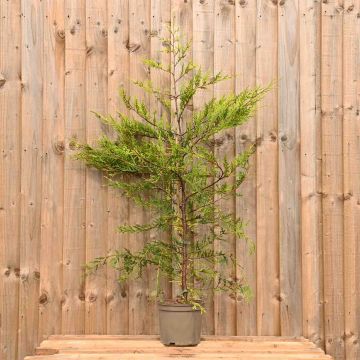 (Cupressocyparis 'Castlewellan Gold') Golden Leylandii 90/120cm 5L pot x 30