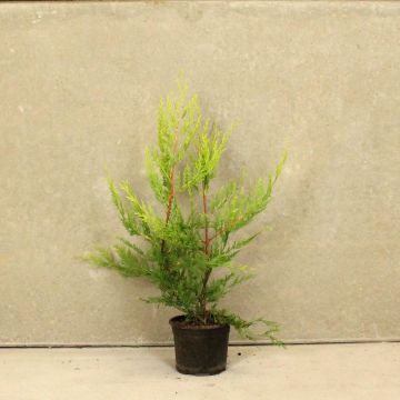 (Cupressocyparis 'Castlewellan Gold') Golden Leylandii 40/60cm 2L pot x 60