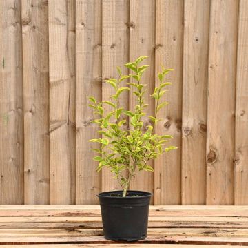 (Ligustrum ovalifolium 'Aureum') Golden Privet 40/60cm 2L pot x 75