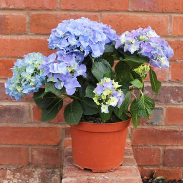 Hydrangea macrophylla 'Blue' 3L Pot