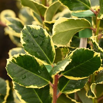 Ilex altaclerensis 'Golden King' 3L Pot