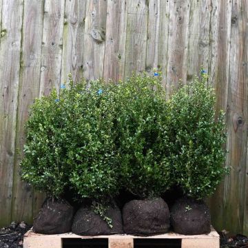 (Ilex Crenata) Japanese Holly 80/100cm x 16 Root ball