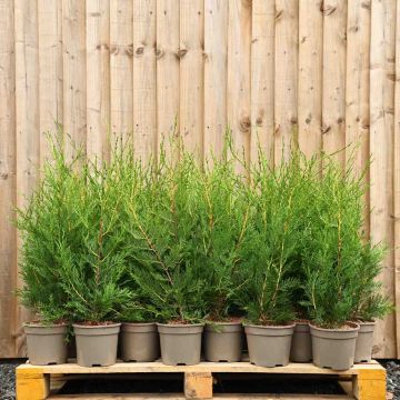 Leylandii 150/175cm 10L pot
