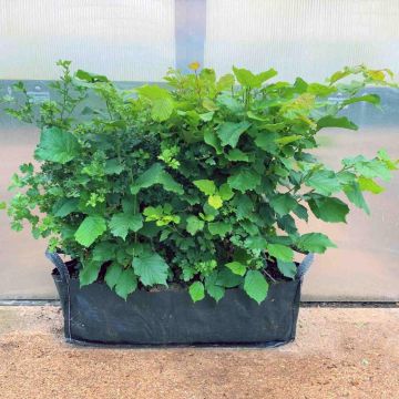Mixed Native Instant Hedging Troughs