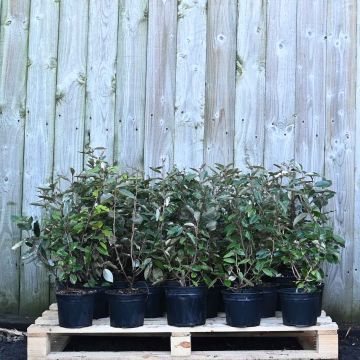 (Elaeagnus x ebbingei) Oleaster 20/40cm 2L pot x 75
