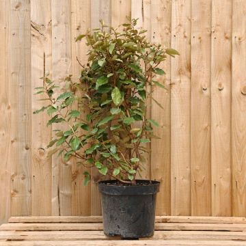 (Elaeagnus x ebbingei) Oleaster 60/90cm 10L pot