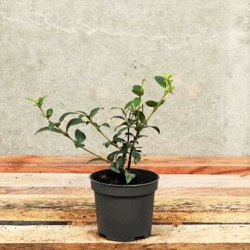 (Burkwood Osmanthus) Osmanthus burkwoodii 10/20cm 9cm pot