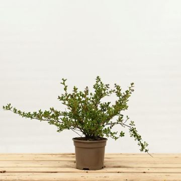 (Escallonia (Pale Pink) (Donard Seedling)) Pink Escallonia 20/30cm 2L pot x 75