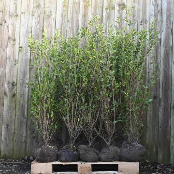 (Ligustrum ovalifolium) Common-Privet 150/175cm Root ball X 12