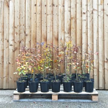 Purple Beech 120/150cm 5L pot x 20 (Pre-order Mar-20)