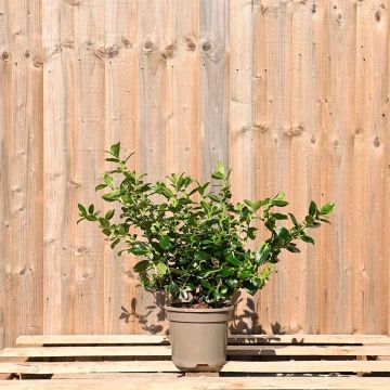 (Escallonia (Red) (macrantha Rubra)) Red Escallonia 20/30cm 2L pot x 75