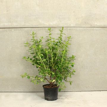 (Escallonia (Red) (macrantha Rubra)) Red Escallonia 30/50cm 5L pot x 40