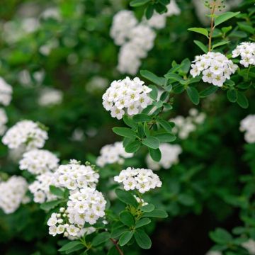 Spiraea nipponica 'Snowmound'