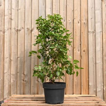 Viburnum Tinus 'Eve Price'