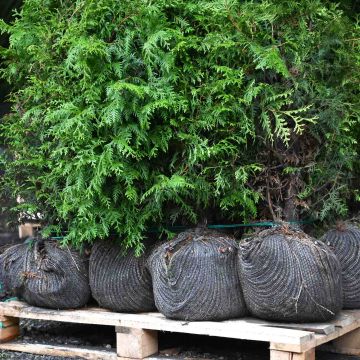 (Thuja plicata 'Atrovirens') Western Red Cedar 125/150cm Root ball X 20