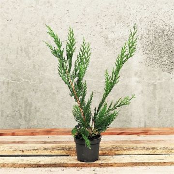 (Thuja plicata 'Atrovirens') Western Red Cedar 20/30cm 9cm pot
