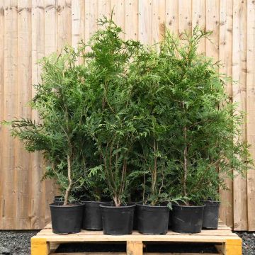 (Thuja plicata 'Atrovirens') Western Red Cedar 90/120cm 5L pot x 20