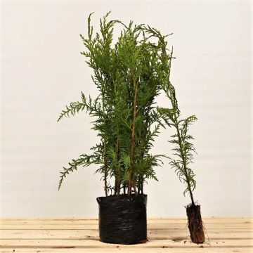 (Thuja plicata 'Atrovirens') Western Red Cedar Cell grown 30/50cm x 30