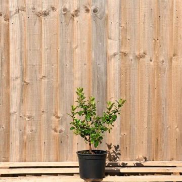 (Escallonia (White) (Iveyi)) White Escallonia 20/30cm 2L pot x 75