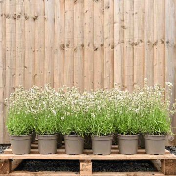 (Lavendula arctic snow) White Lavender 10/20cm 2L pot x 50