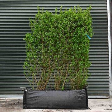 (Ligustrum vulgare Atrovirens) Wild Privet 90L 160/180cm 1 Metre trough