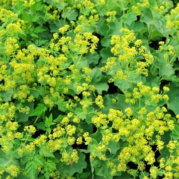 Alchemilla mollis (Lady's Mantle? Ground Cover PLant