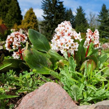 Bergenia cordifolia 'Bressingham White'